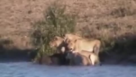 Battle at Kruger