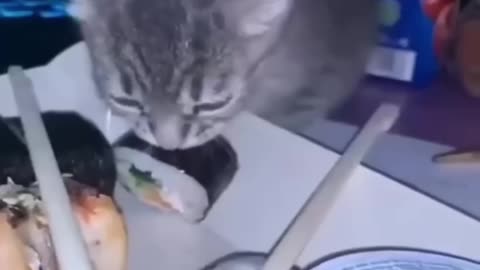 Funny video cat