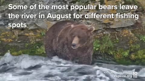 32 Chunk, 435 Holly and More are Back for the Fall Feast | Best of Bear Cam