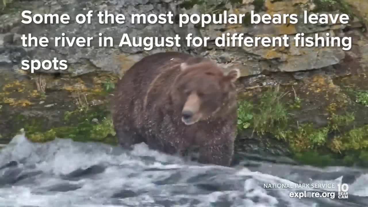 32 Chunk, 435 Holly and More are Back for the Fall Feast | Best of Bear Cam