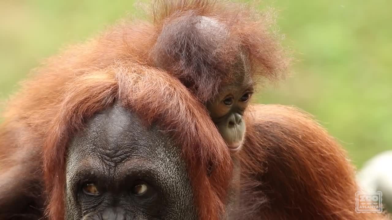 Introducing Orangutan Keju