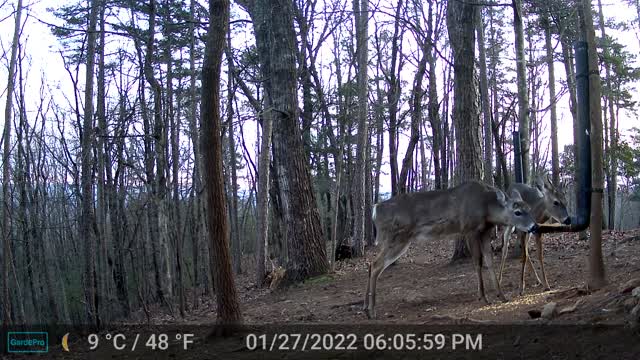 The Woods - 01/28/2022