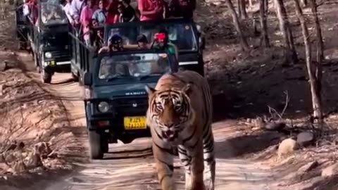 Tiger Safari in India goes next level