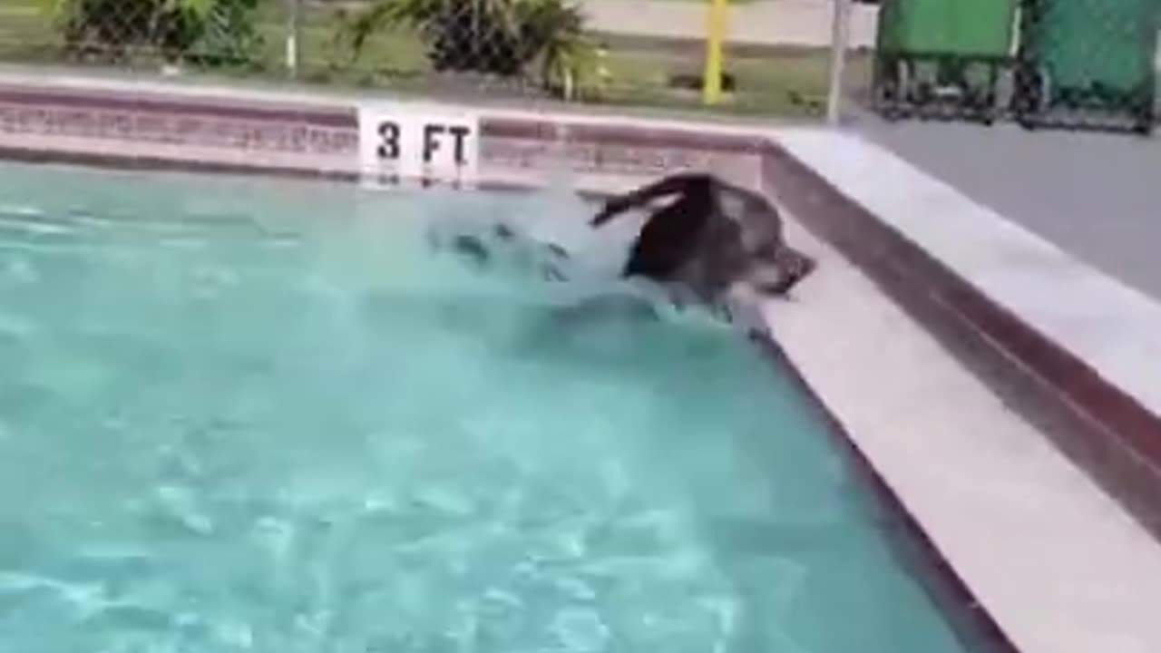 shots funny animals