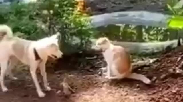 Funny Animals fails😹