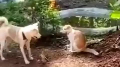 Funny Animals fails😹