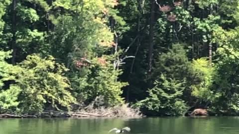 Bald Eagle snatches fish