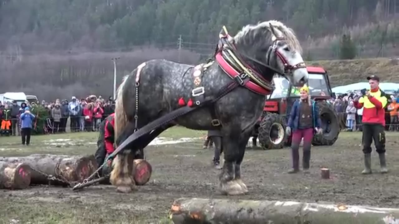 Horse 🐎 power full