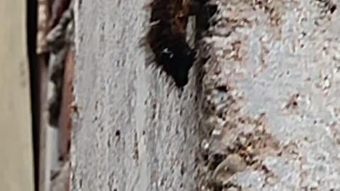 Bigest caterpiler i have ever seen