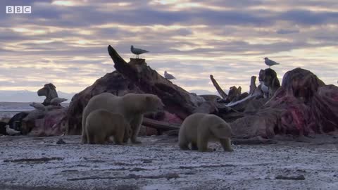 Polar Bear Stands Her Ground to Feed Her Cubs