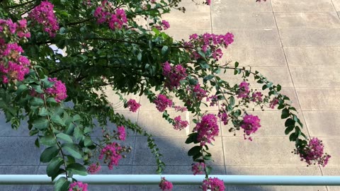 A pink-flowered tree in the Wind