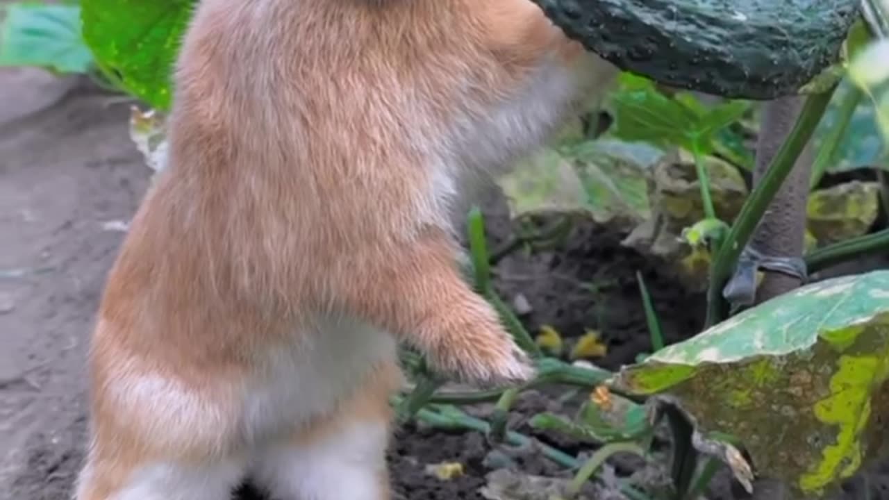 Cute cat i love animal's