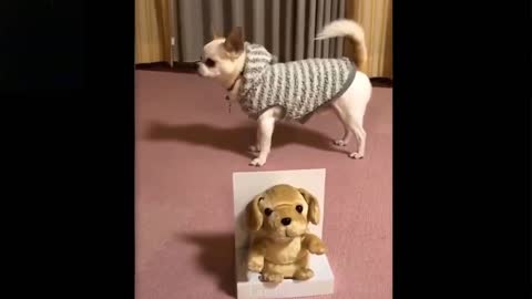 cute and funny pet try not to laugh