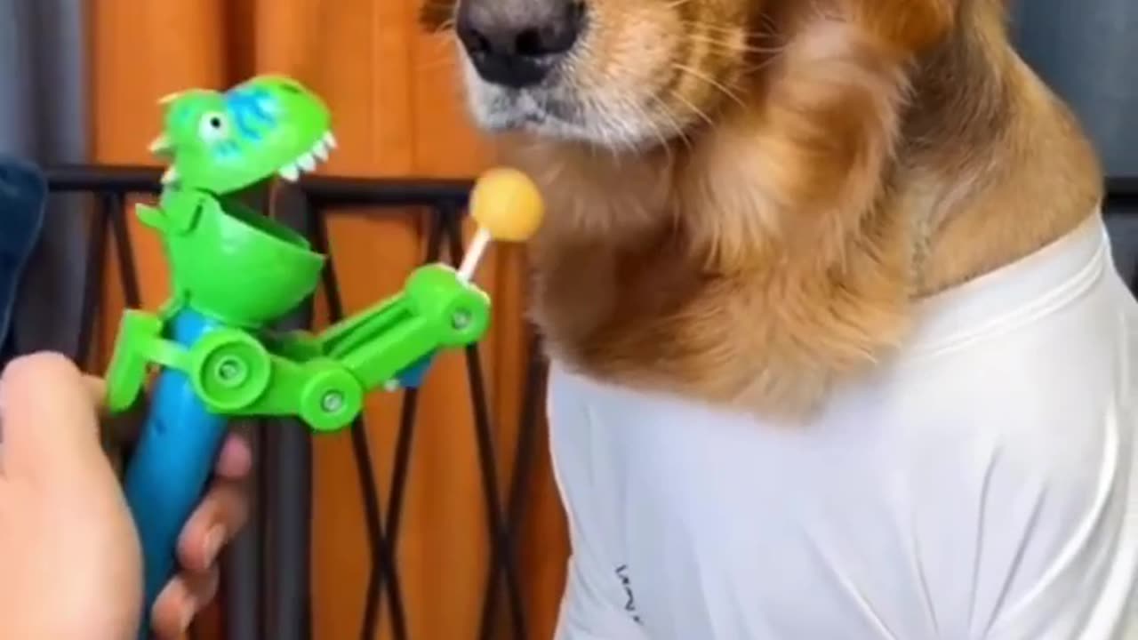 Playing With Dogs