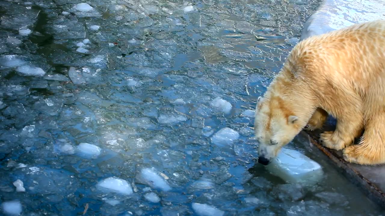 polar bear play in snow contener