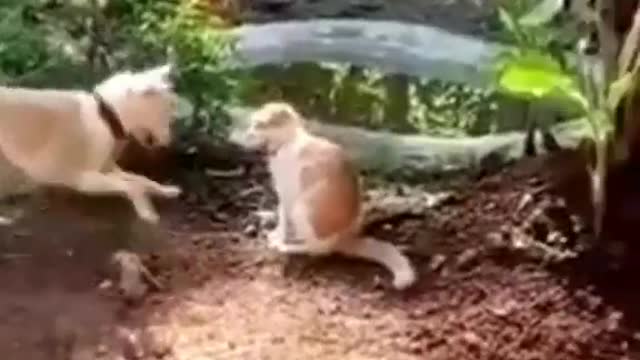 Funny animals falling