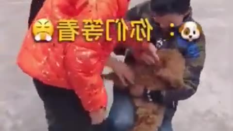 A Dog With A Passion For Sports #shorts #viral #shortsvideo #video