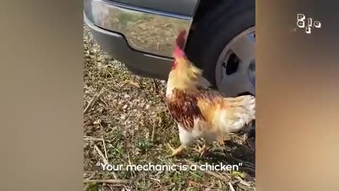 Funny Animals :)))))
