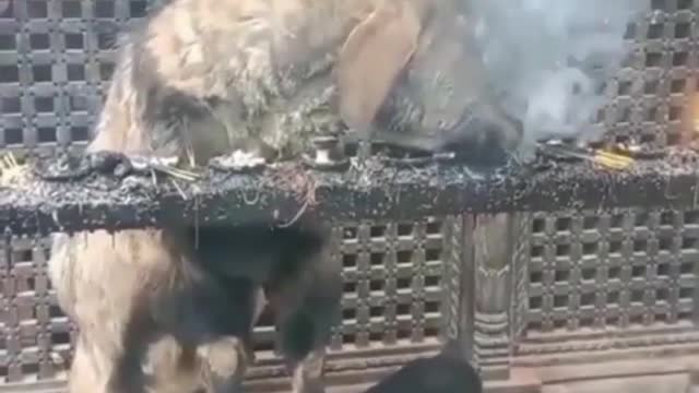 Goat inhale smoke like professional smoker