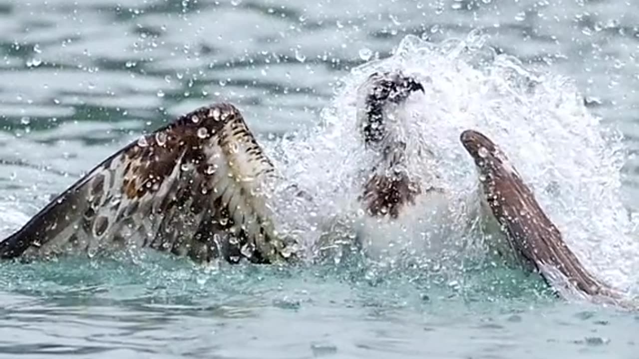 Eagle hunting the fish