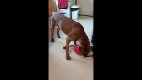 Dog's New Toy Joy Is Still Trumped By, RABBIT!