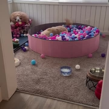 Dog Loves Ball Pit Pool!