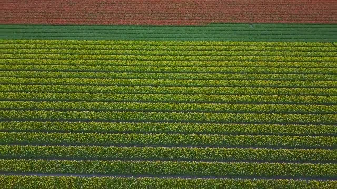 Holland Tulips by Drone