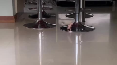 Funny and adorable little parrot running around without father