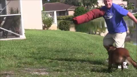 Guard training step by step dog