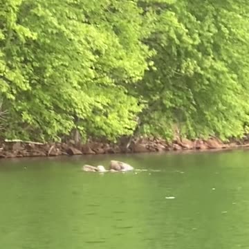 FIRST TIME SEEING EAGLE SWIMMING