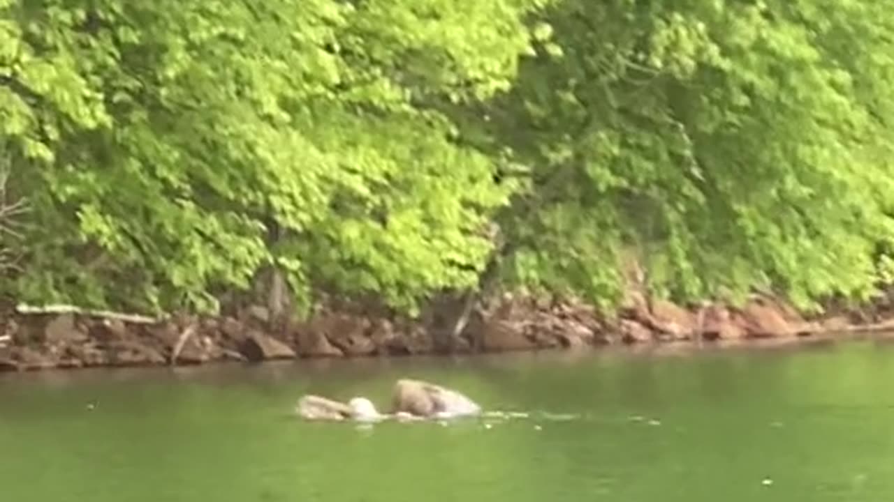 FIRST TIME SEEING EAGLE SWIMMING