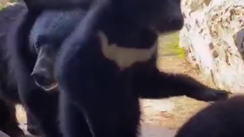 Mother Black Bear is playing with Baby Bear