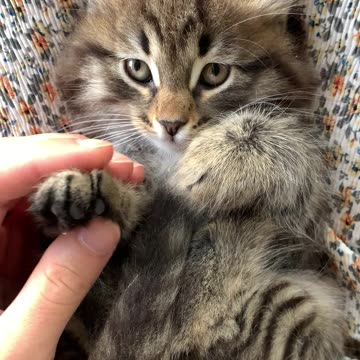 Baby Cats Cute and Funny Cat Videos Sounds that attract cats