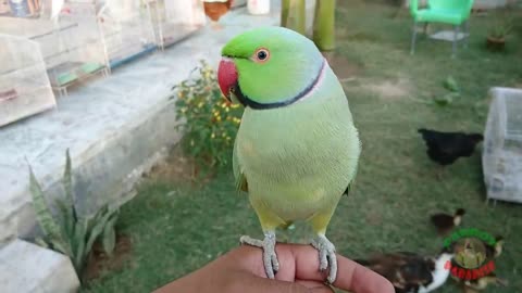 Super Cute Parrot Sounds_p3