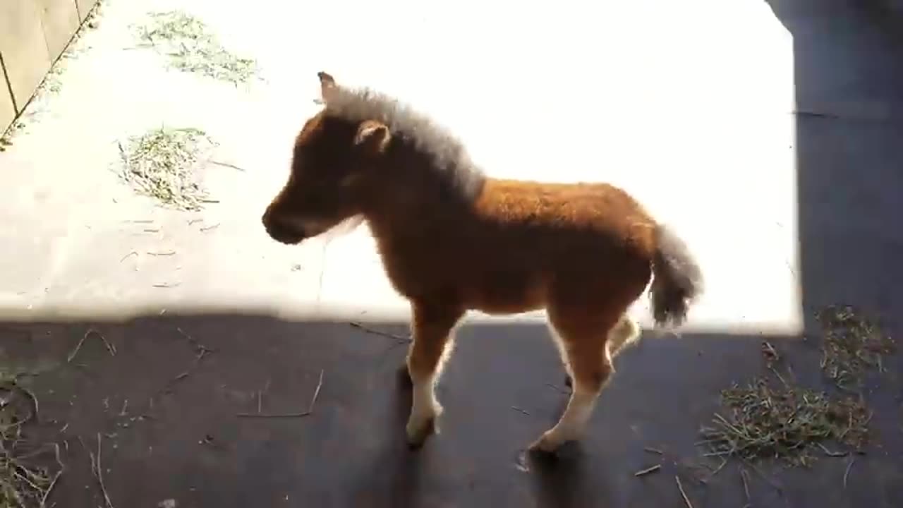 Baby miniature horse chasing me