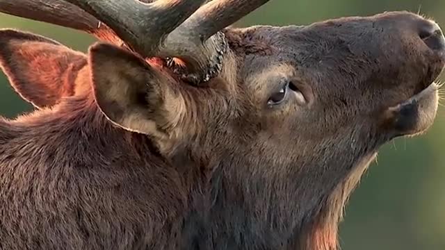 Bull elk bugling up close