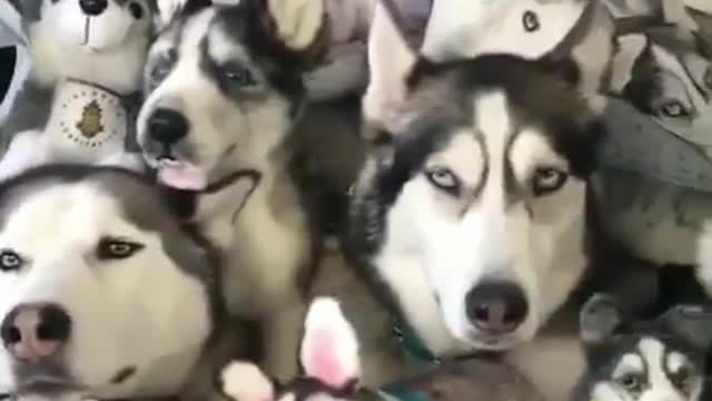 Coba tebak ada berapa kah anjing yang asli