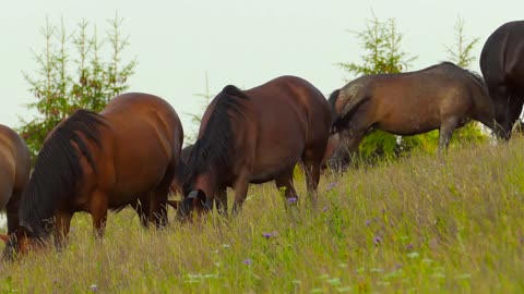 A herd of horses grazing on mountain pasture