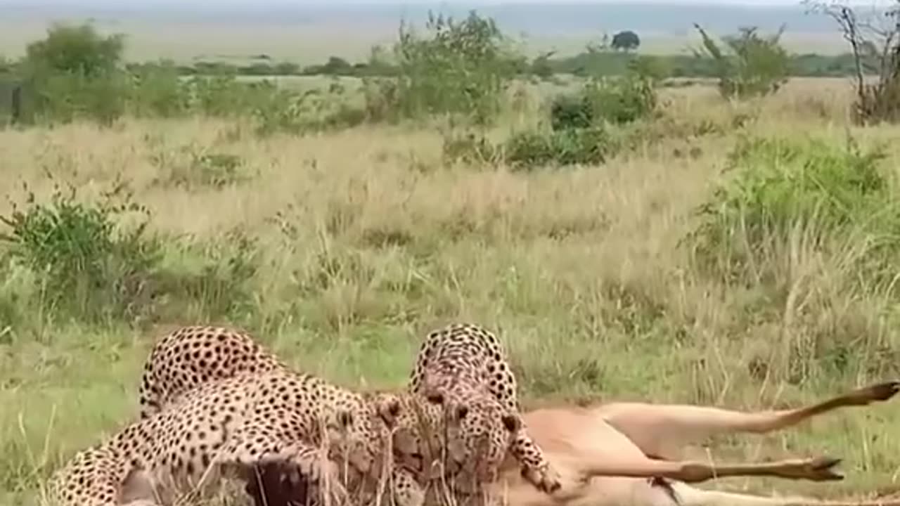 Cheetah Vs Red Hartebeest vs Hyena