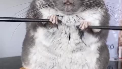 Rat funny video