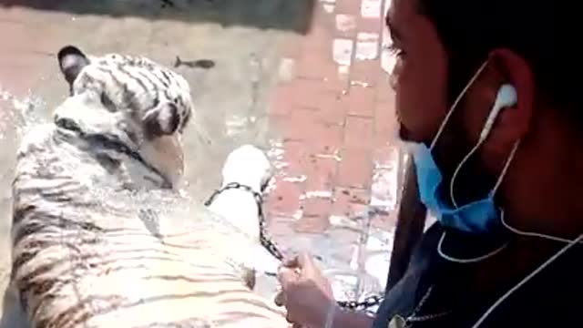 Bathing Tiger