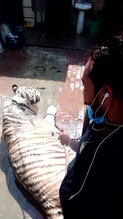 Bathing Tiger