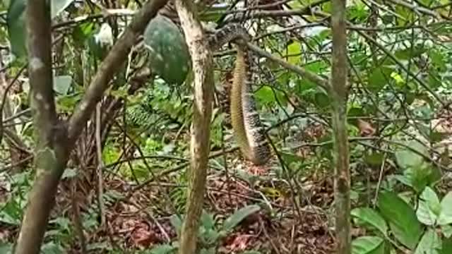 Beautiful snake