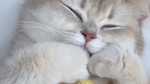 Amazing cat 🐈 trending video