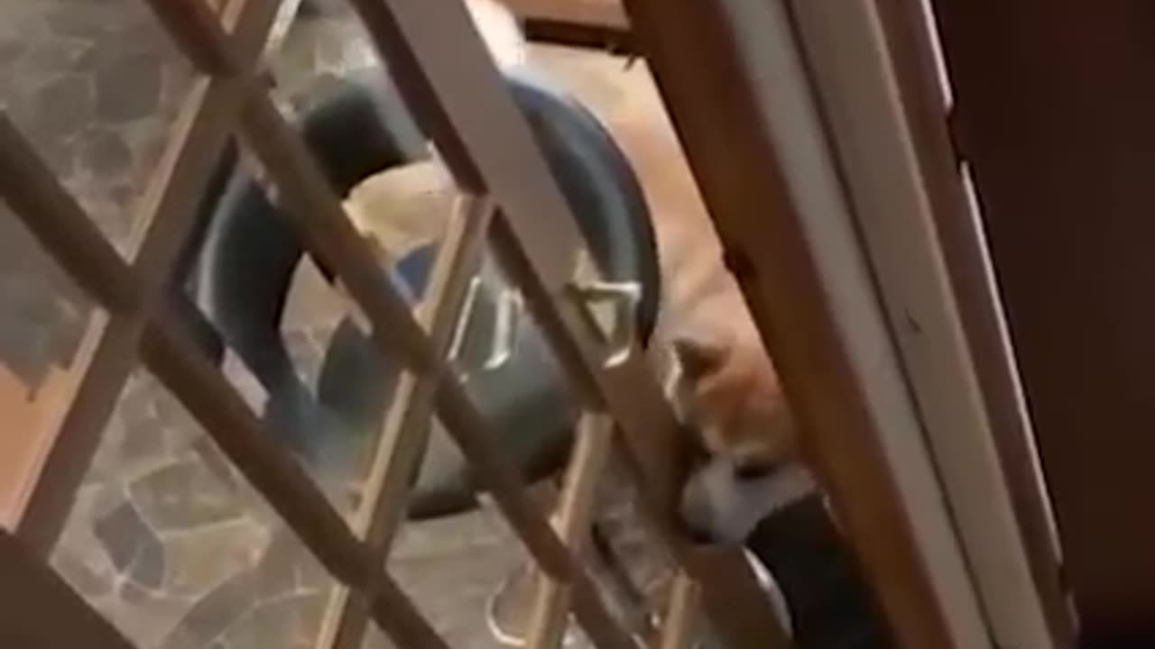 Cute animals pet video
