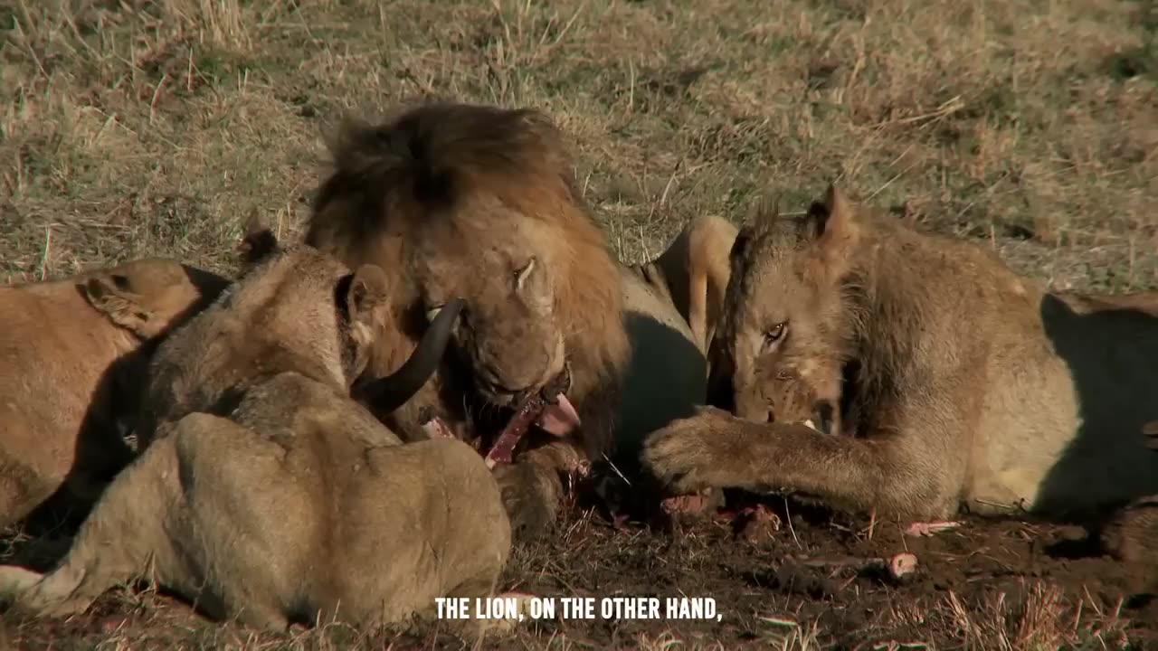 Comodo and loin fight