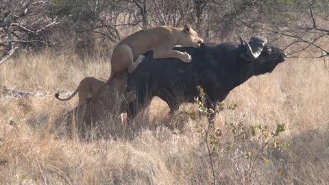 3 Lions Bring Down Buffalo In Epic Battle