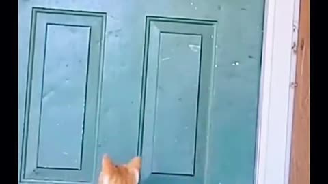 Cat beautiful video