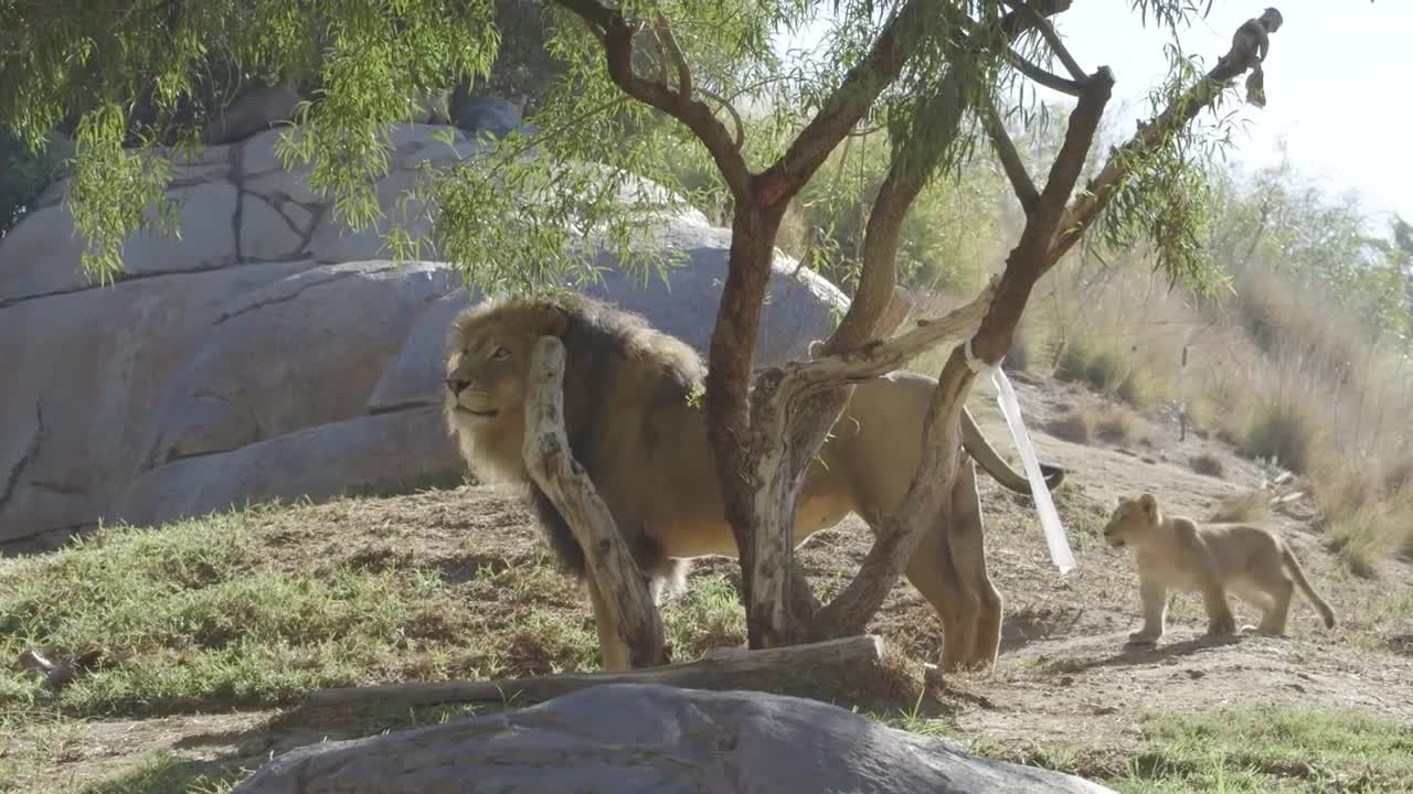 Lion Cubs Meet Dad for the First Time