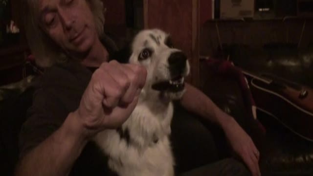 Border Collie freaks out when man "steals her nose"